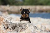 YORKSHIRE TERRIER 270